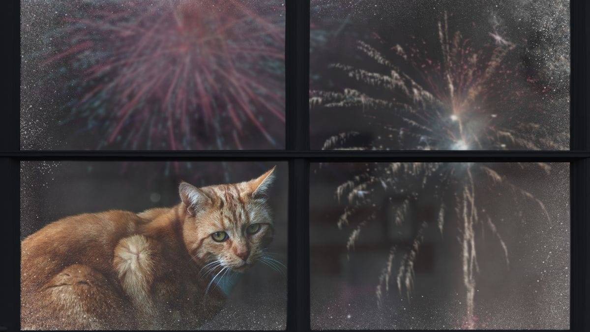 Katze allein lassen Silvester, über Nacht, im Urlaub